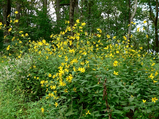 {Helianthus decapetalus}